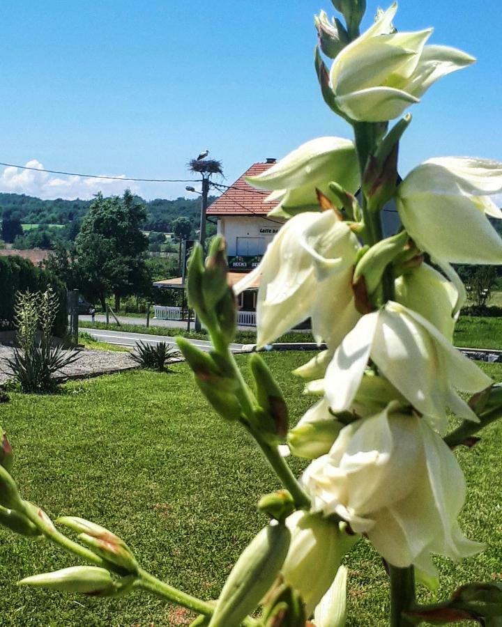 Apartman Lena Tusilovic Bagian luar foto